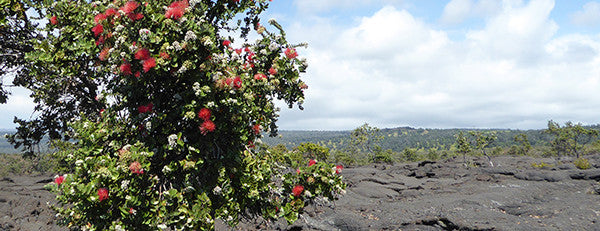 Ohia lehua tree