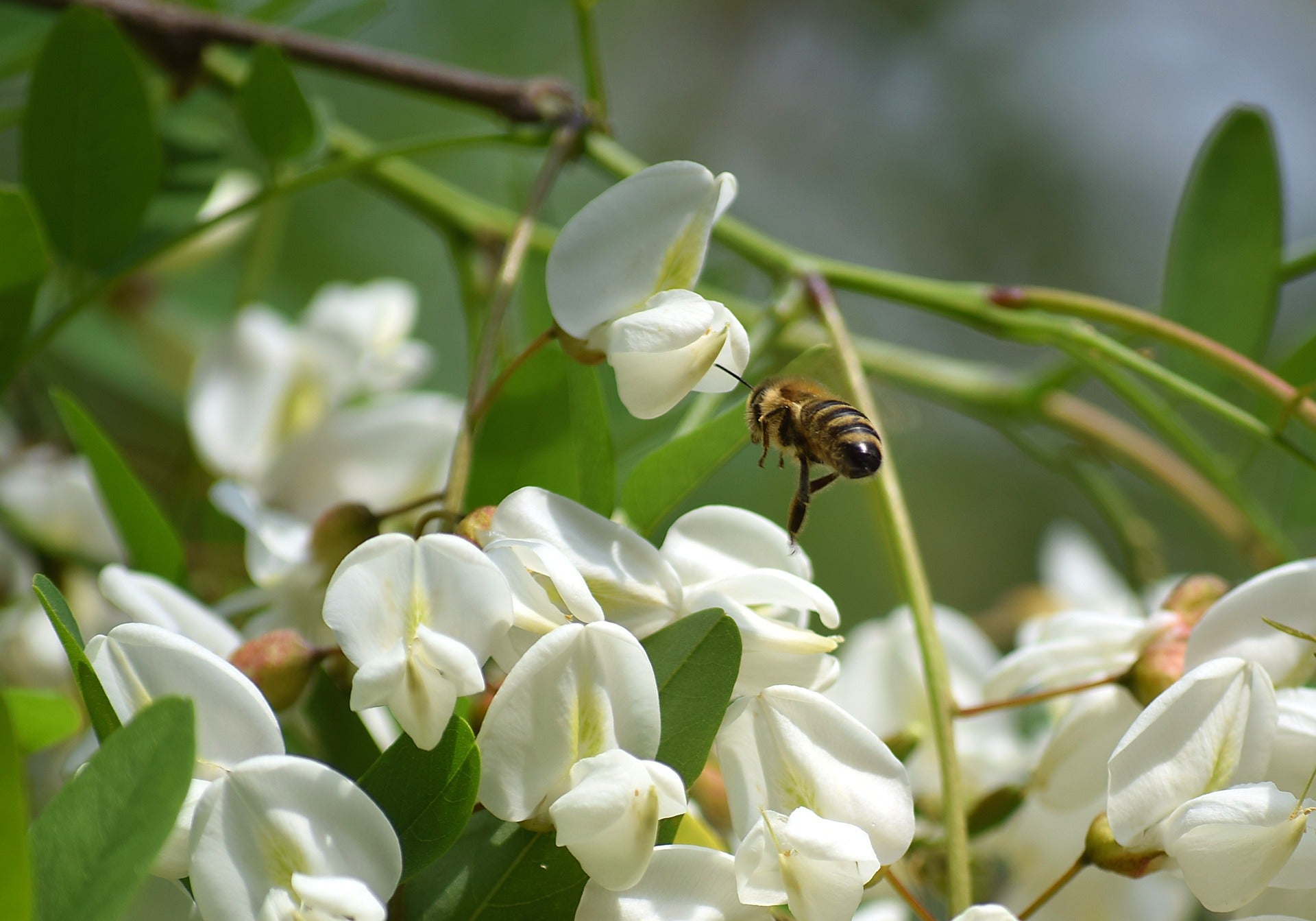 acacia honey flowering plant