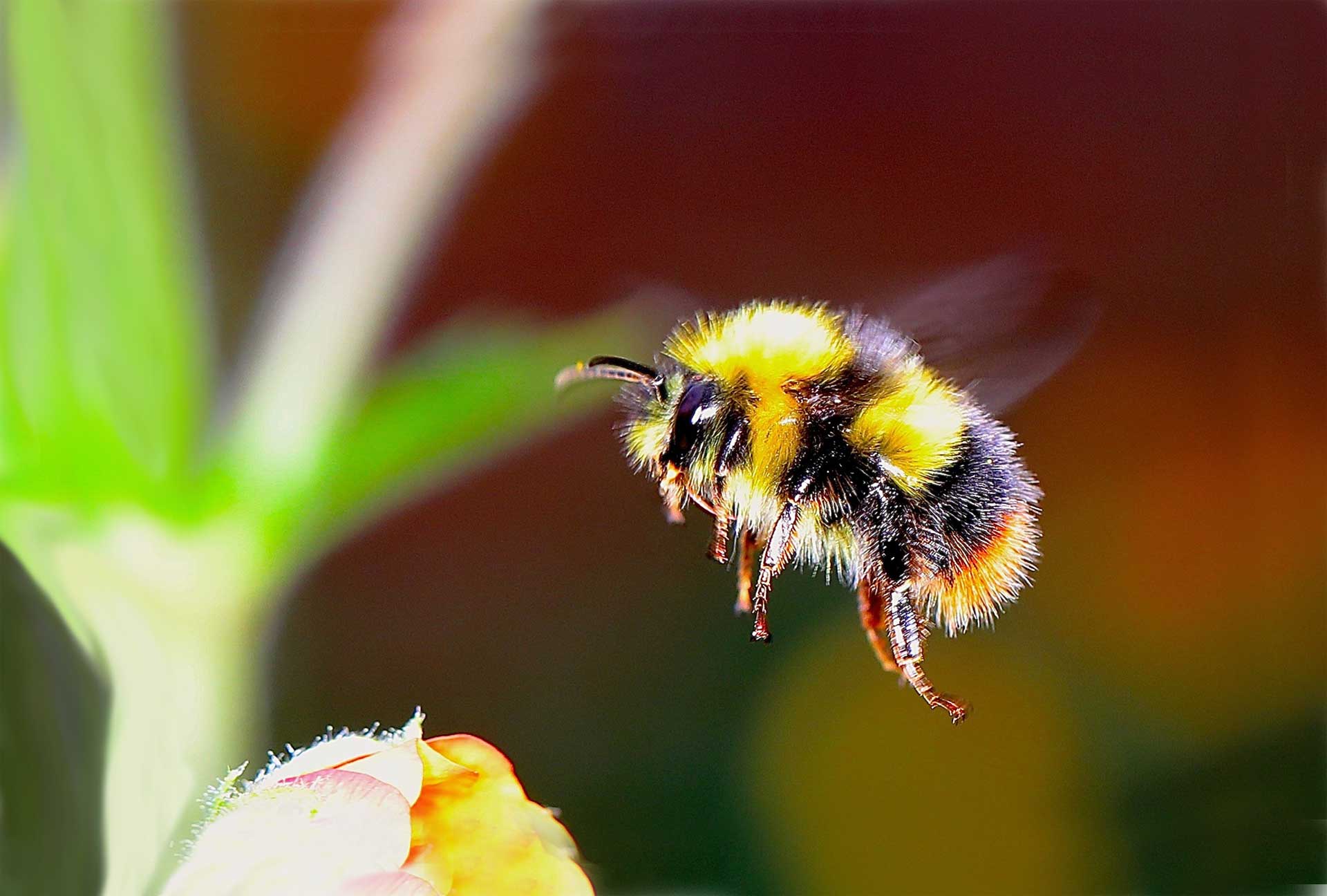 Bees in Your Backyard