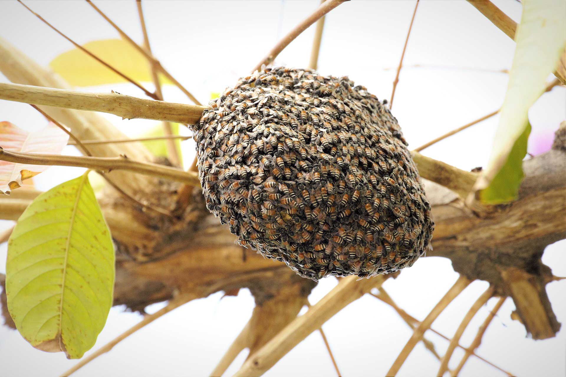 https://bigislandbees.com/cdn/shop/articles/beehive-in-tree.jpg?v=1681619635