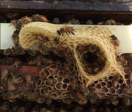 creative bee structure