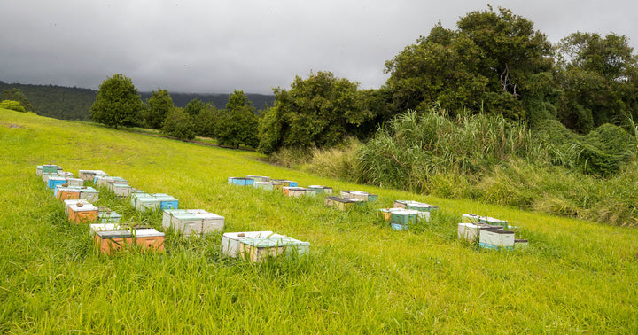 hives in field