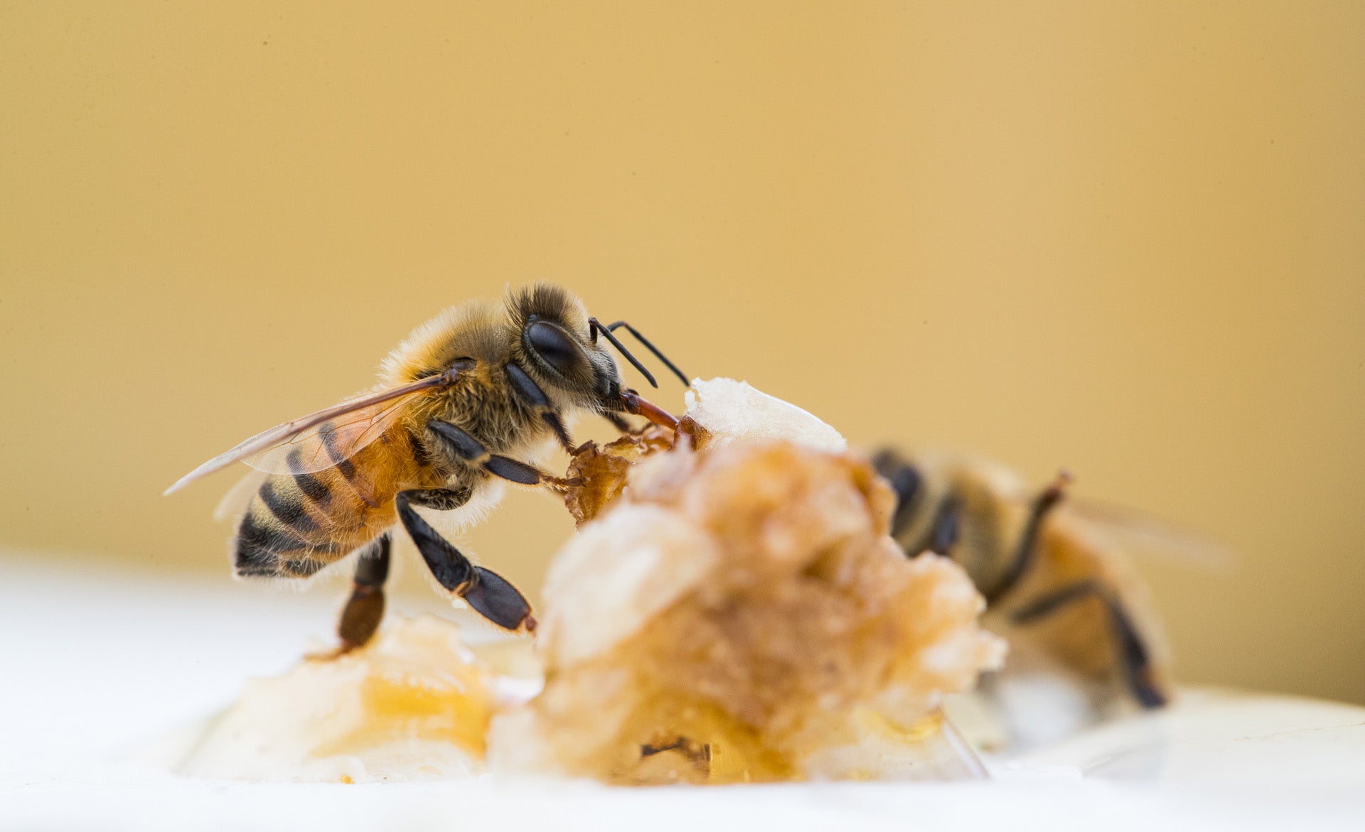 bees tasting honey