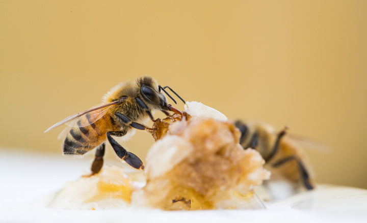 What Does Clover Honey Taste Like? – Big Island Bees