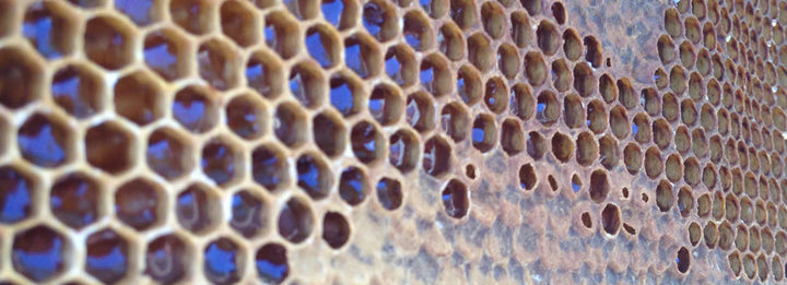 Honey in the hive